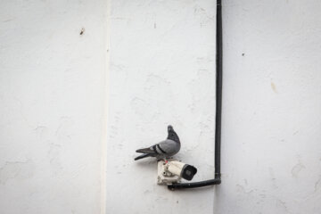 Les pigeons de la place Shahrdari de Rasht 