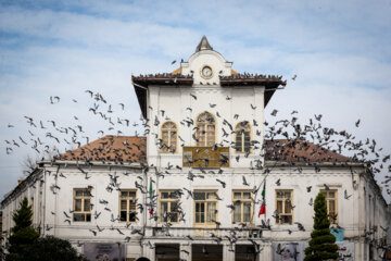 Les pigeons de la place Shahrdari de Rasht 