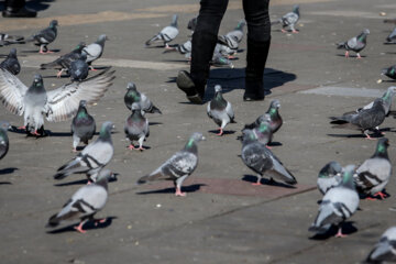 Palomas en la plaza Shardari de Rasht