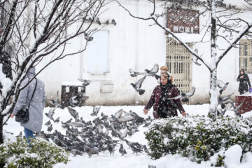 Les pigeons de la place Shahrdari de Rasht 