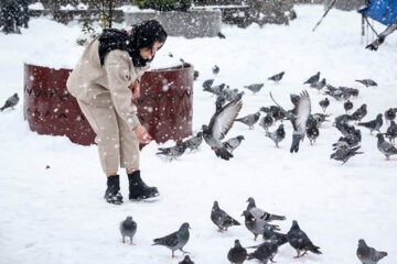 Palomas en la plaza Shardari de Rasht