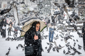 Les pigeons de la place Shahrdari de Rasht 