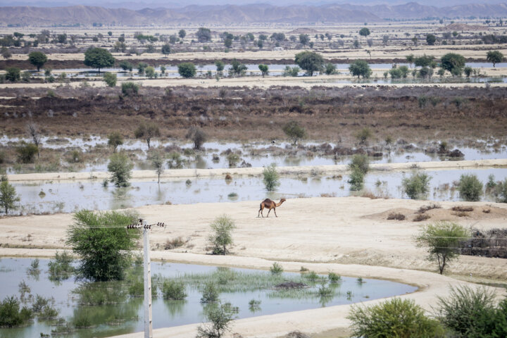 امدادرسانی هلال احمربه سیل زدگان سیستان وبلوچستان