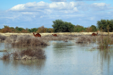 مناطق سیل زده سیستان و بلوچستان