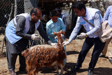 واکسیناسیون دام در مناطق سیل زده سیستان