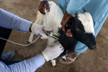 واکسیناسیون دام در مناطق سیل زده سیستان