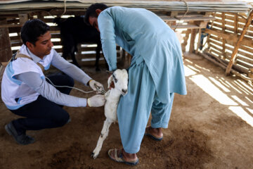 واکسیناسیون دام در مناطق سیل زده سیستان