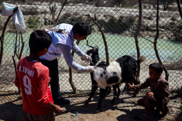 واکسیناسیون دام در مناطق سیل زده سیستان