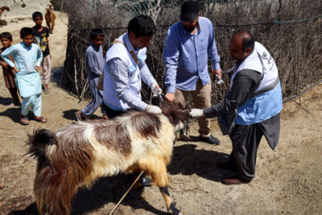 واکسیناسیون دام در مناطق سیل زده سیستان