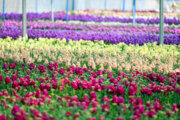 چهار هزار و ۴۴ پروانه بهره‌برداری در صنعت گل و گیاه گیلان صادر شد