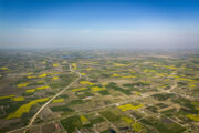 روی خوش کشاورزی فارس به زراعت کلزا ؛ خرید چهار هزار و ۴۴۰ تن با نرخ تضمینی