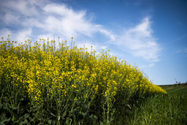تولید پایدار دانههای روغنی با تکیه بر دانش بومی و معرفی ارقام جدید