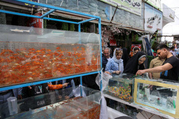 Marché aux Fleurs de Machhad 