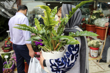 Mercado de flores y plantas de Mashhad en vísperas de Noruz