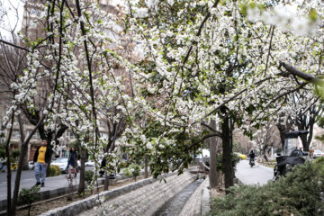 شکوفه های بهاری در تهران
