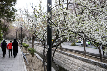 Floraison à Téhéran 