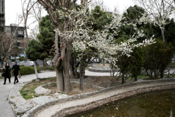 Floraison à Téhéran 
