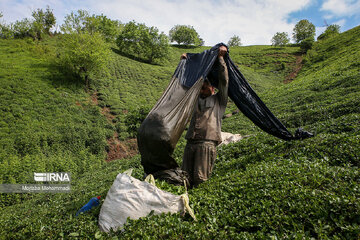 IRNA best images of year