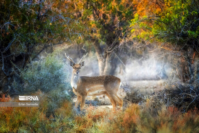 رنگ تاریخ؛ زنگ گردشگری