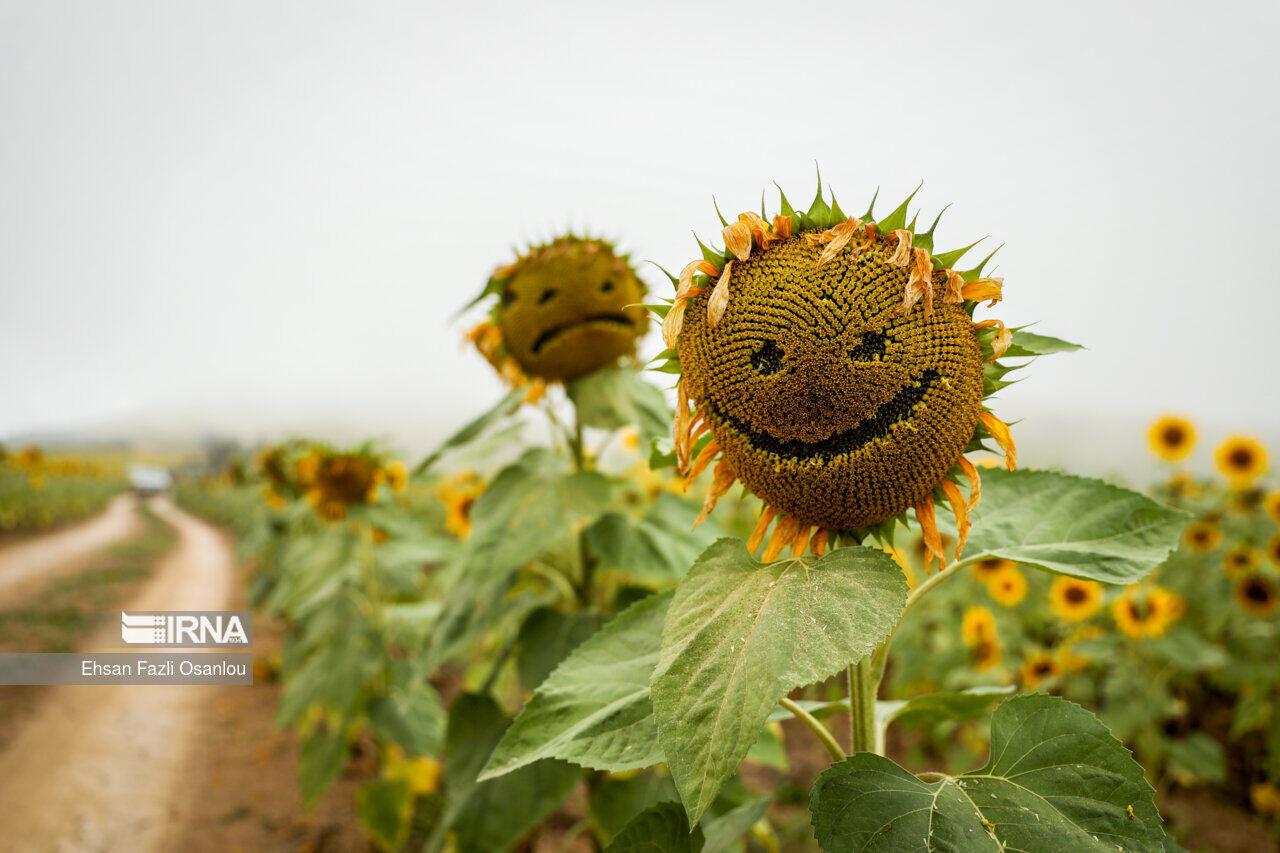 عکس منتخب سال ۱۴۰۲