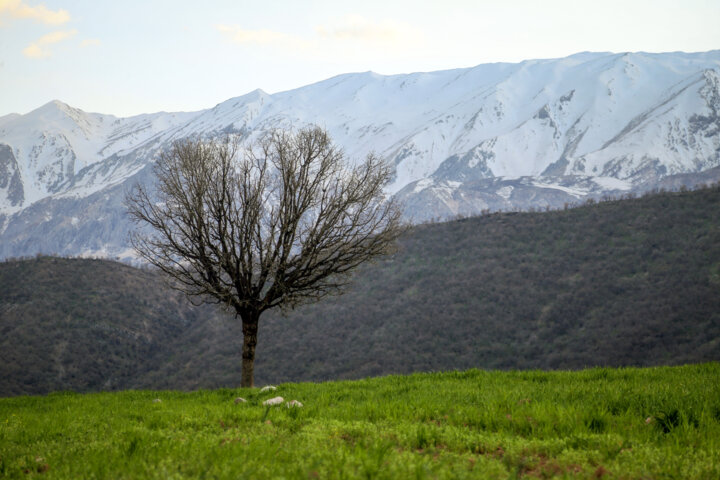 طبیعت بهاری بازفت