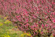 Frühlingsblüten