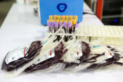 تولید اسفنج بندآورنده خون با پر مرغ توسط محققان دانشگاه امیرکبیر
