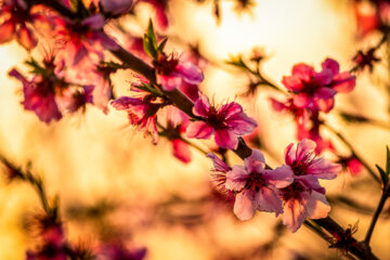 Árboles en flor en la provincia iraní de Golestán