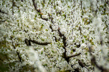 Árboles en flor en la provincia iraní de Golestán