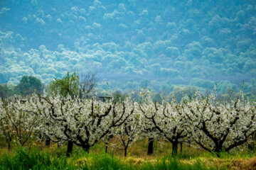 Árboles en flor en la provincia iraní de Golestán