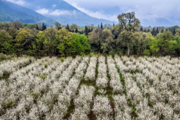 Árboles en flor en la provincia iraní de Golestán