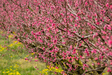 شکوفه های بهاری در گلستان