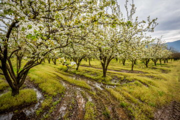 Árboles en flor en la provincia iraní de Golestán