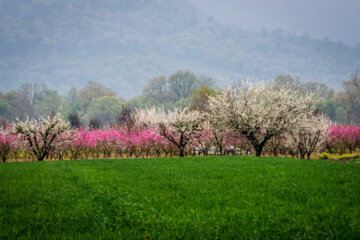 شکوفه های بهاری در گلستان