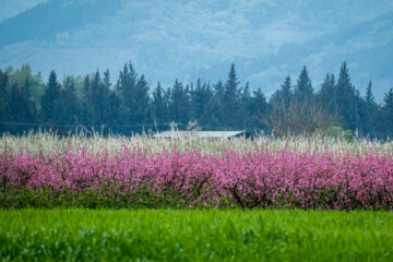 Árboles en flor en la provincia iraní de Golestán