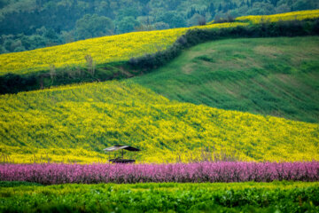 Quand vient le printemps, les champs se transforment en mer de fleurs aux couleurs flamboyantes