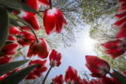 Festival of tulips in Iran’s Mashhad