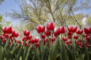 Tulpenfest im Mellat-Park in Mashhad