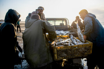 آخرین روز صید ماهی های استخوانی در مازندران