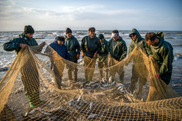 آخرین روز صید ماهی های استخوانی در مازندران