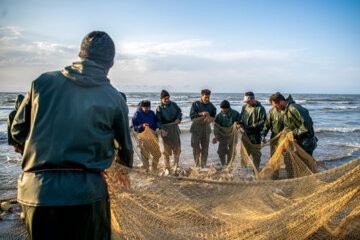 آخرین روز صید ماهی های استخوانی در مازندران