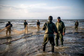 آخرین روز صید ماهی های استخوانی در مازندران