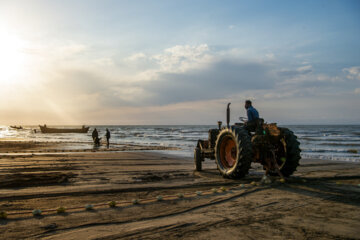 آخرین روز صید ماهی های استخوانی در مازندران