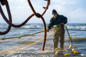 آخرین روز صید ماهی های استخوانی در مازندران