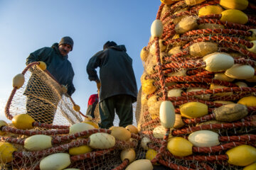 آخرین روز صید ماهی های استخوانی در مازندران