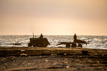 آخرین روز صید ماهی های استخوانی در مازندران