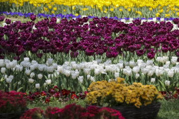 Festival of tulips in Iran’s Mashhad