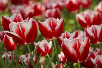 Festival of tulips in Iran’s Mashhad