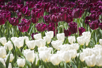 جشنواره گل های لاله در پارک ملت مشهد