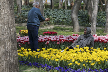 Festival of tulips in Iran’s Mashhad